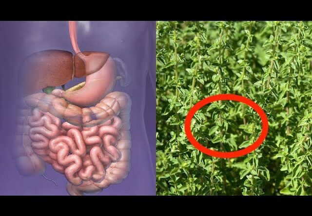 Goodbye to DIGESTIVE problems and much more, thanks to this ingredient